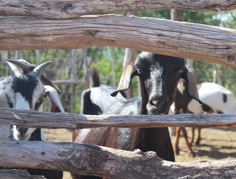 cabras-y-ovejas7