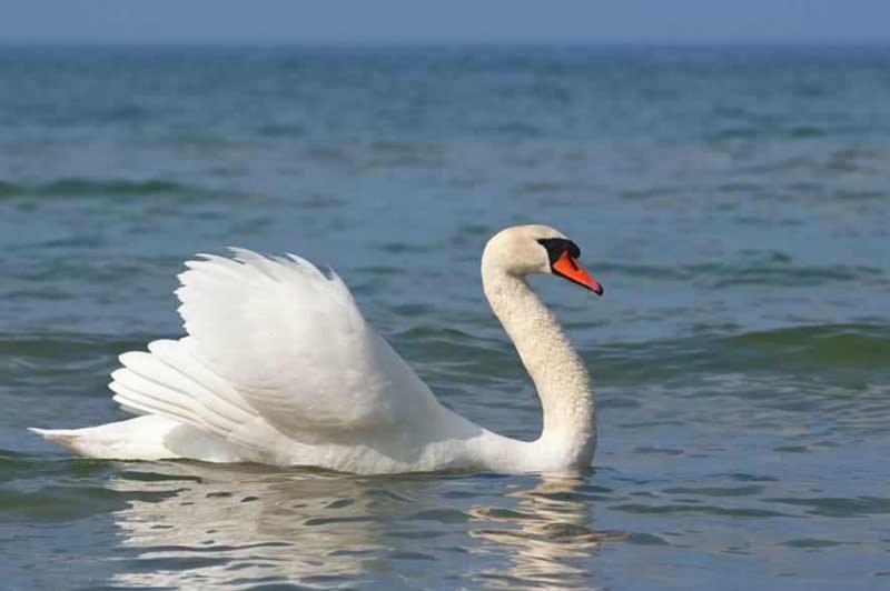 cisne-blanco-2-web-jpg-imgw-1280-1280