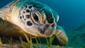 16 de junio: Día Mundial de las Tortugas Marinas