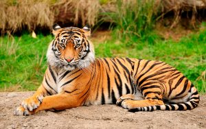 29 de julio: Día Internacional del Tigre