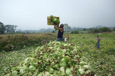 Agricultores en Táchira usan bueyes para trasladar sus cosechas por la falta de gasolina