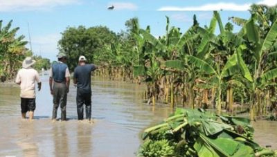 Zulia: Sembradíos de plátanos bajo el agua