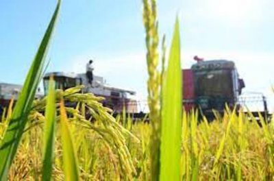 33 mil hectáreas de arroz Paddy se cosecharán en Guárico