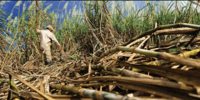 350 mil toneladas de caña de azúcar se perdieron por falta de  combustible