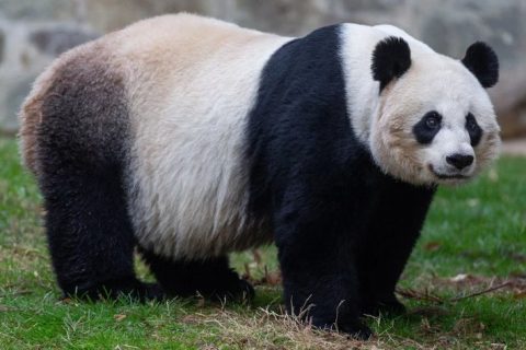 Hallan fósil de panda gigante de más de 100.000 años de antigüedad en China