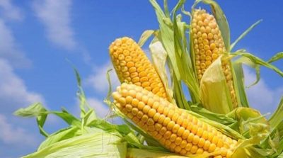 #Venezuela | Sigue llegando maíz importado 39 % más caro que el nacional mientras producción local bate récord de rendimiento