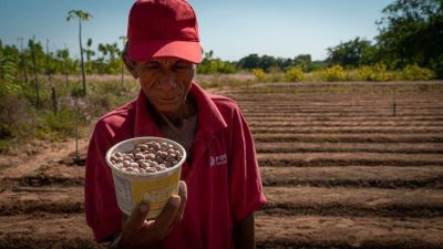 Productores de San Isidro trabajan en un manual sobre la correcta forma de cultivar maní en Maracaibo