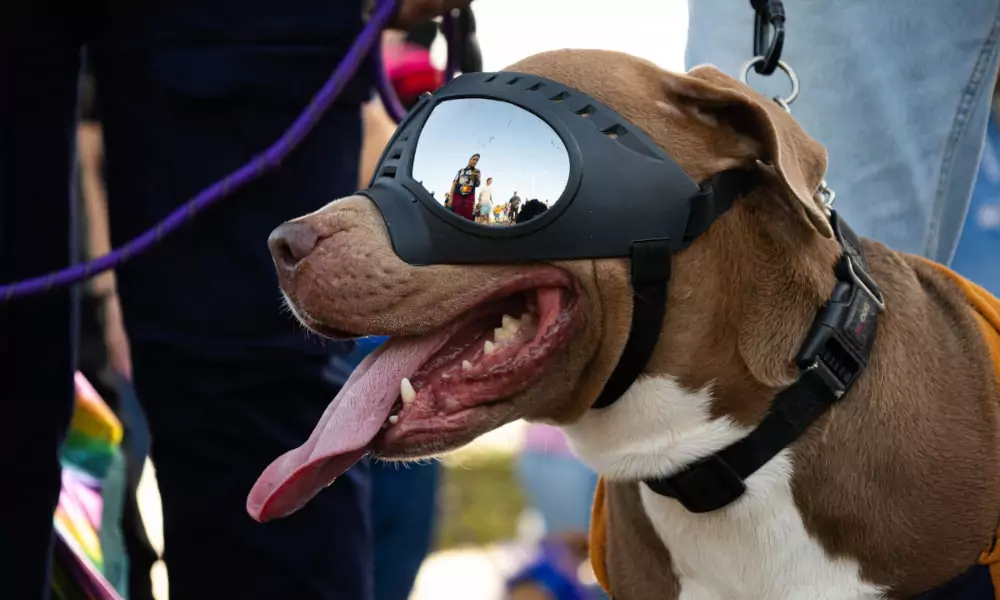 Con disfraces llenos de creatividad, más de 100 mascotas participaron en el desfile canino «Ladridos de Alegría» organizado por la Alcaldía de Maracaibo. La actividad, realizada en la Vereda del Lago, buscó fortalecer el vínculo entre las familias y sus animales de compañía en un ambiente festivo y lleno de color.