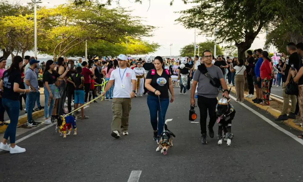 La Vereda del Lago se convirtió en el escenario de una celebración singular este domingo 23 de febrero, cuando más de 100 mascotas participaron en el desfile «Ladridos de Alegría», un evento organizado por la Alcaldía de Maracaibo a través del Instituto Municipal de Protección Animal (IMPA).